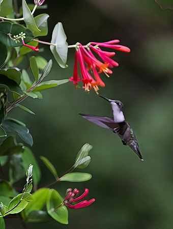 Ruby-throated Hummingbird, Female