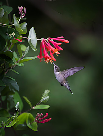 Ruby-throated Hummingbird, Female
