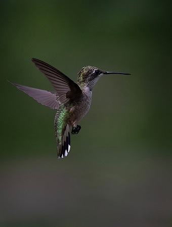 Ruby-throated Hummingbird, Female