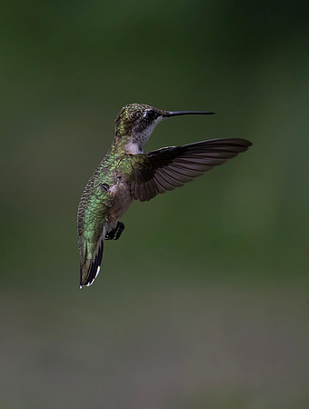 Ruby-throated Hummingbird, Female