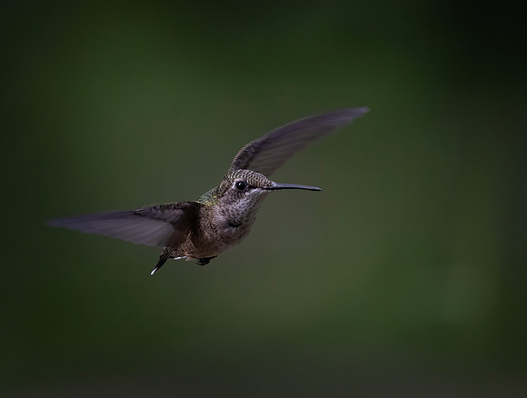 Ruby-throated Hummingbird, Female