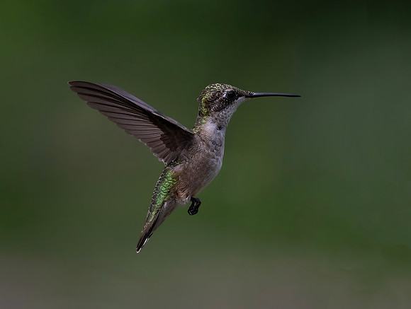 Ruby-throated Hummingbird, Female