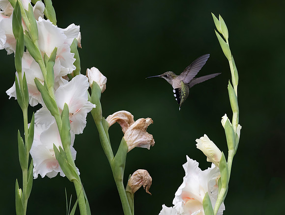 Ruby-throated Hummingbird, Female