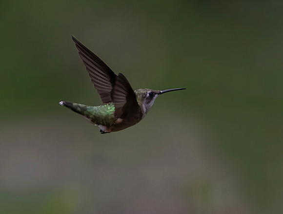Ruby-throated Hummingbird, Female