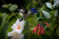 Ruby-throated Hummingbird, Female