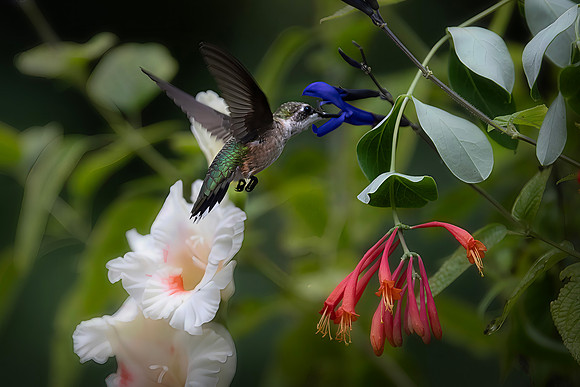 Ruby-throated Hummingbird, Female