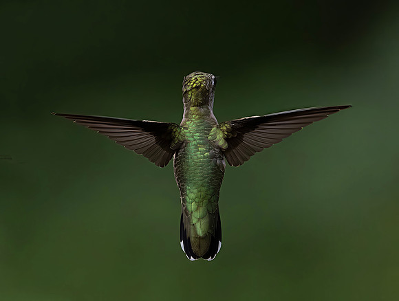 Ruby-throated Hummingbird, Female