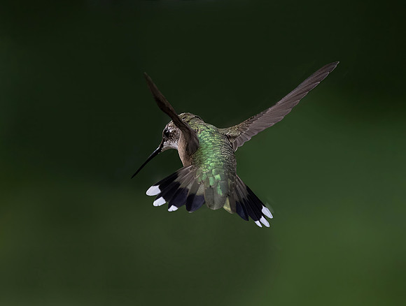 Ruby-throated Hummingbird, Female