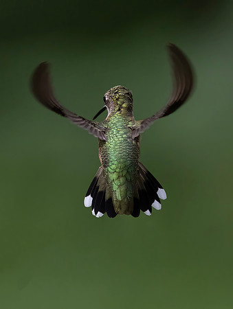Ruby-throated Hummingbird, Female
