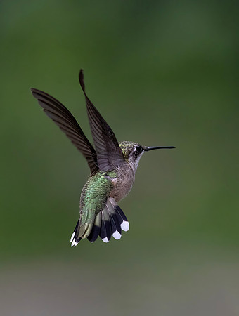 Ruby-throated Hummingbird, Female