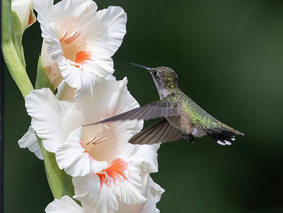 Ruby-throated Hummingbird, Female