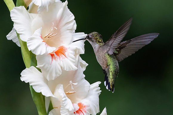 Ruby-throated Hummingbird, Female