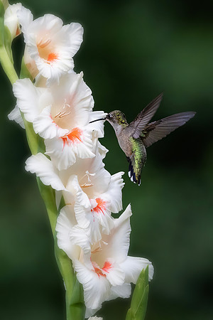 Ruby-throated Hummingbird, Female