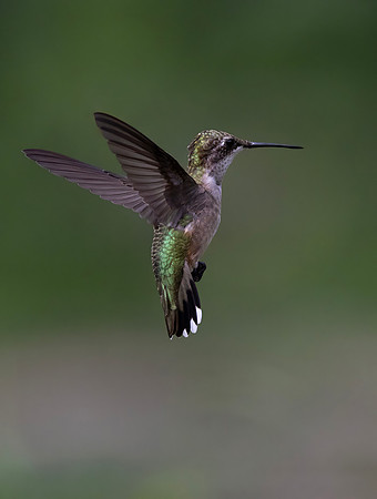 Ruby-throated Hummingbird, Female