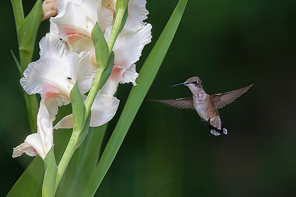 Ruby-throated Hummingbird, Female