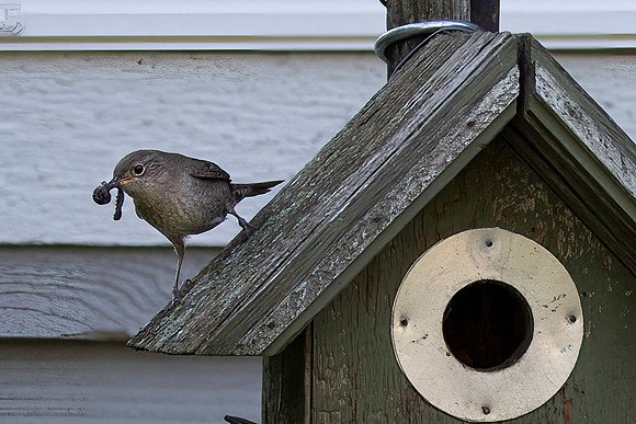 House Wren