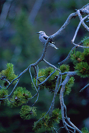 Clark's Nutcracker