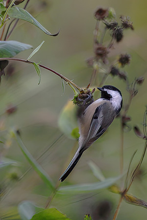 Black-Capped Chickadee