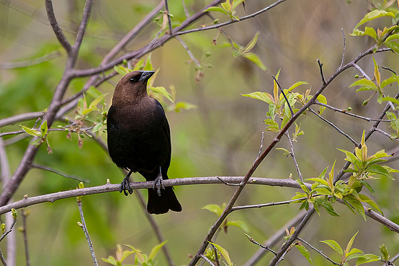 Brown-headed Cowbird, Male
