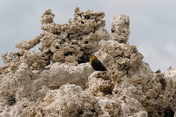 Yellow-headed Blackbird