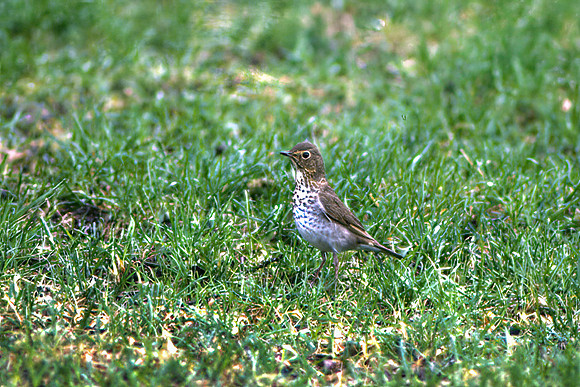 Swainsons Thrush