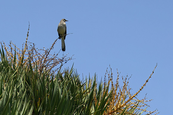 Northern Mockingbird