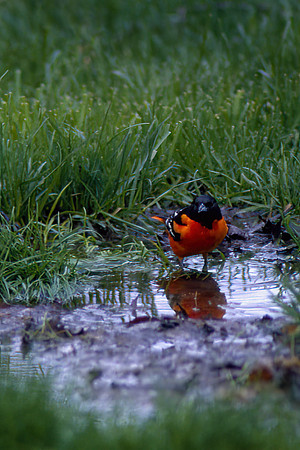 Baltimore Oriole