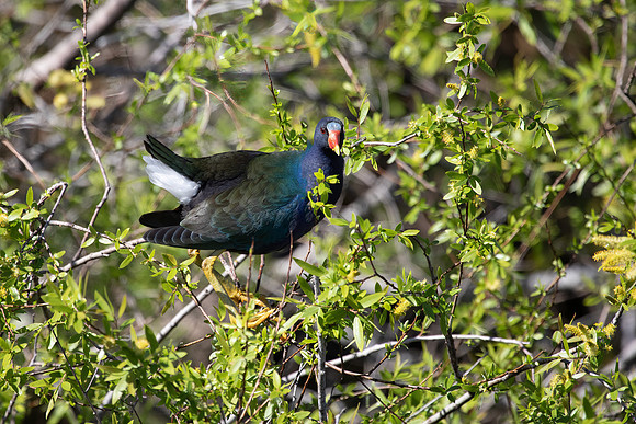 Purple Gallinule
