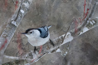 White-Breasted Nuthatch