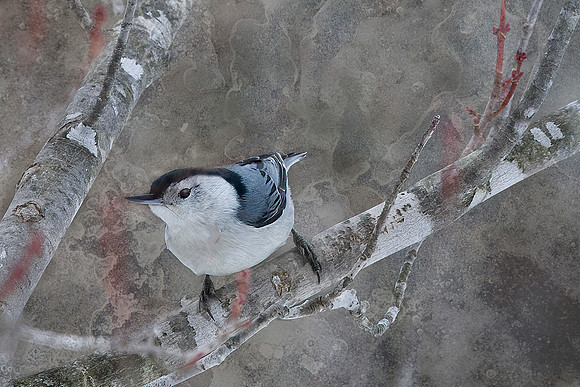 White-Breasted Nuthatch