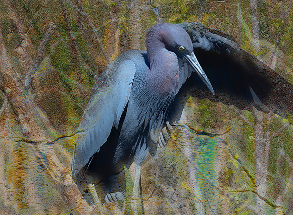 Blue Heron