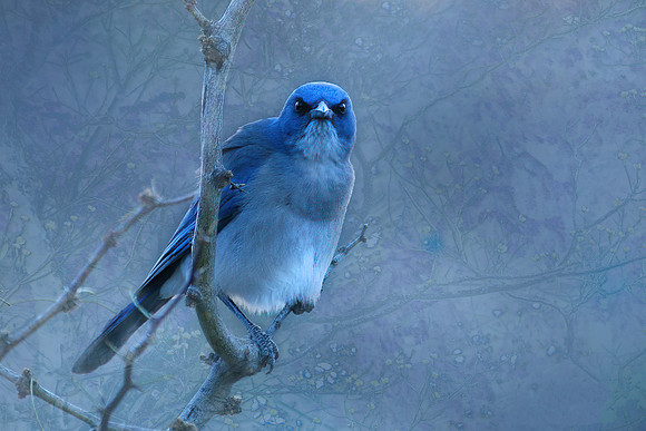 Mexican Jay