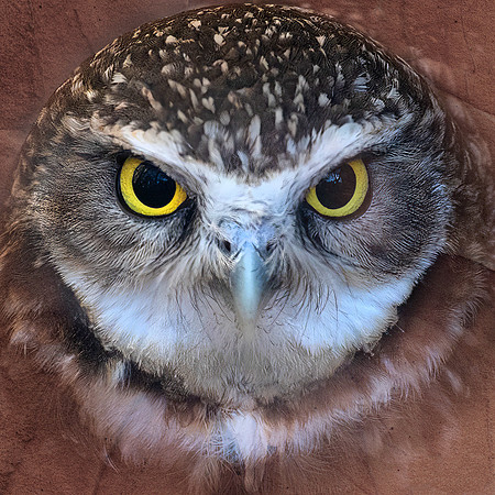 Burrowing Owl