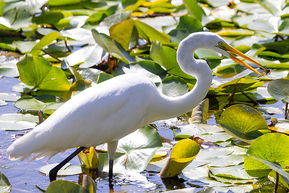 Great Egret, Fishing