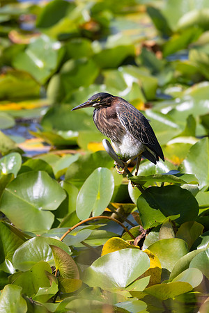 Green Heron