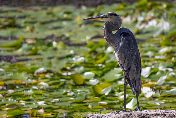 Great Blue Heron