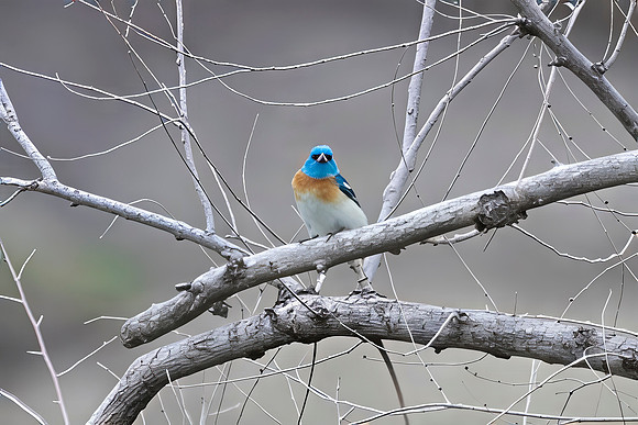 Lazuli Bunting, Male