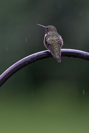 Ruby-throated Hummingbird, Female