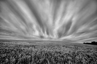 Hillside Near Palouse, WA