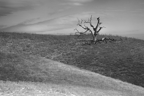 Live Oaks, San Joaquin Valley, CA