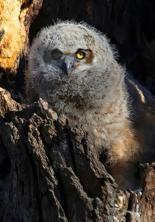 Great Horned Owlets
