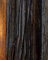 Redwood Trunk Study #1