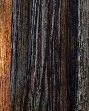 Redwood Trunk Study #1