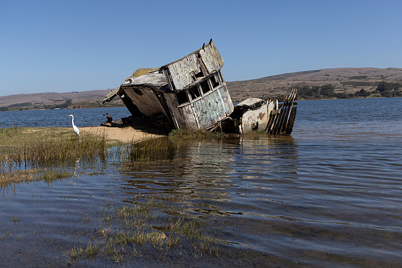 Tug Wreck and Great Egret, Point Reyes National Seashore, CA