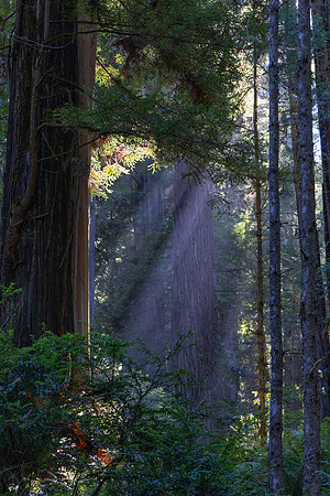 Sun Shafts, Redwood National Park, CA