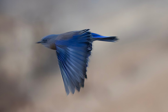 Western Bluebird, Male, Pinnacles National Park, CA