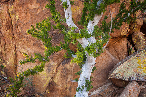 Palo Blanco Tree, Grapevine Hills, Big Bend National Park, TX (February 14, 2016, 11:25 am)
