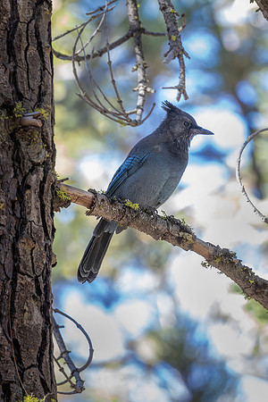 Stellar Jay, Lassen Volcanic National Park, CA