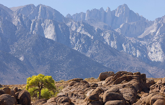 Cottonwood with Lone Pine Peak and Mt. Whitney, Alabama Hills, Lone Pine, CA
