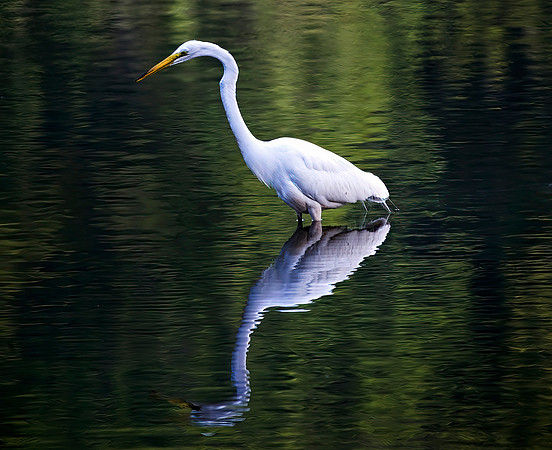 Great Egret